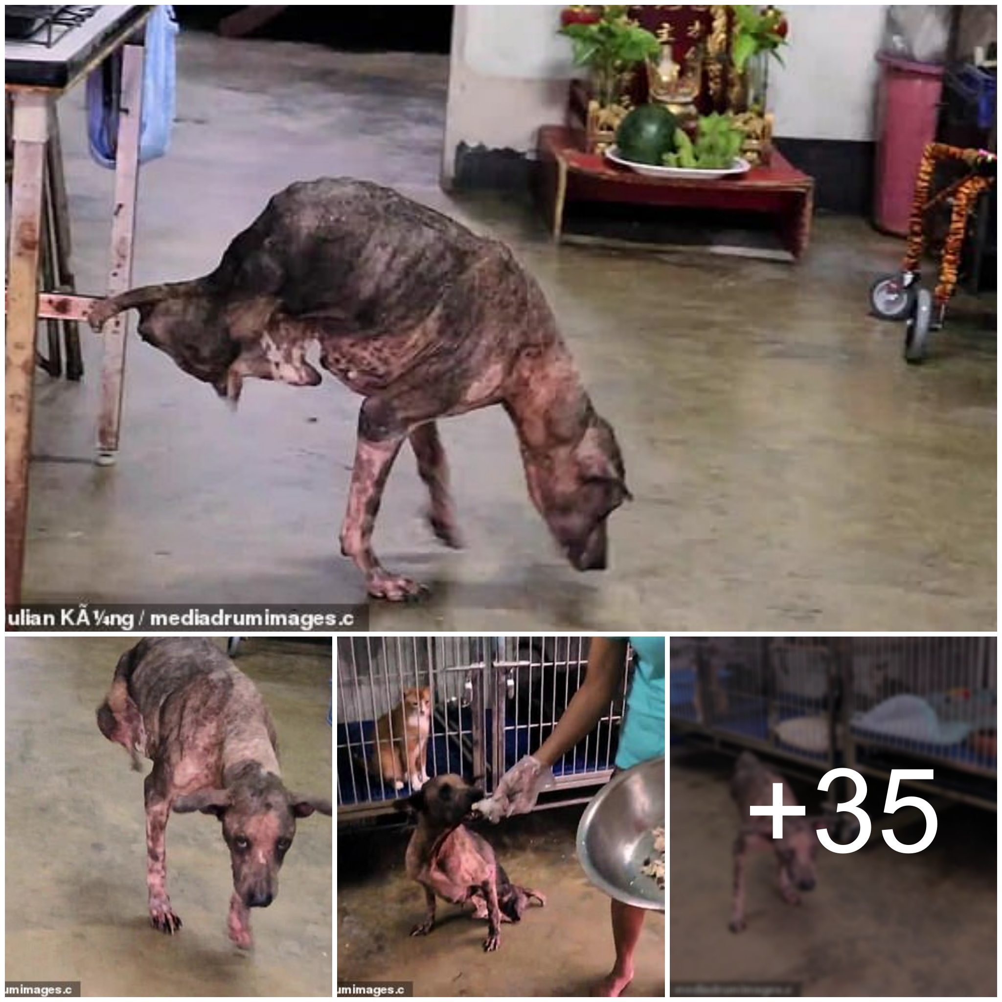 Content and Happy: Dog Who loѕt Hind Legs in car accident, Declines Wheelchair Gift from the King of Thailand, Prefers Front Paw Locomotion