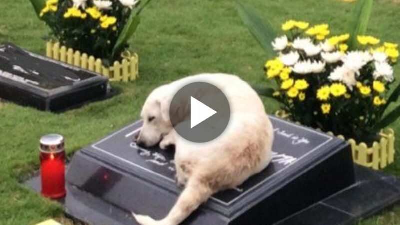 The loyal dog, who has heartbroken numerous witnesses, still makes the daily pilgrimage to his owner’s last resting place, longing for the carefree days of his youth.