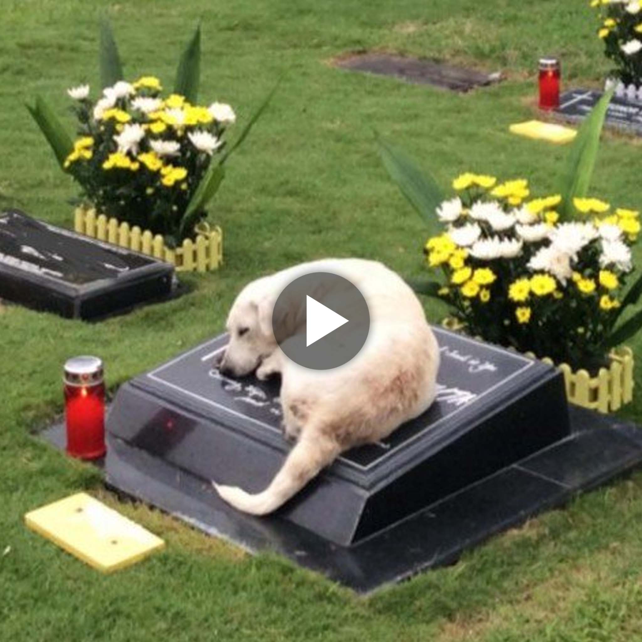The loyal dog, who has heartbroken numerous witnesses, still makes the daily pilgrimage to his owner’s last resting place, longing for the carefree days of his youth.