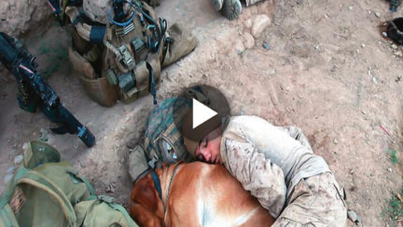 The touching tale of a devoted dog and a soldier is shown in a heartwarming nap captured on camera, illustrating the strong bond of unconditional love that warms the hearts of millions of people worldwide. ‎