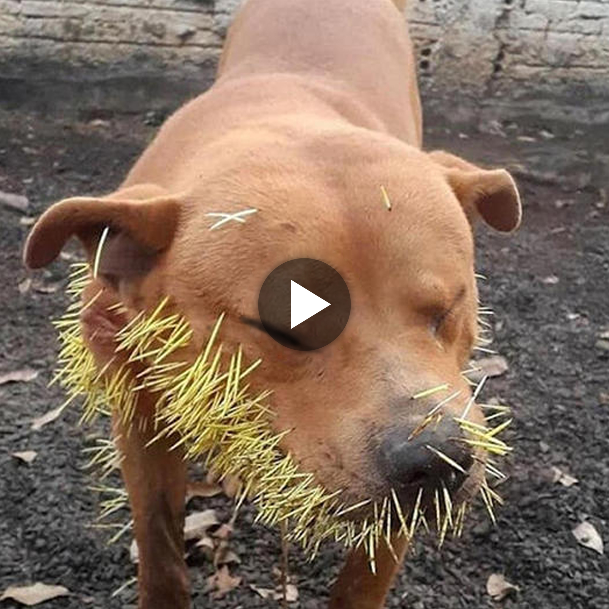 Depicting the Tragic Tale of a Treasured Pet Dog Suffering from Several Porcupine Quills, Resonating with Prolonged Cries of Pain.