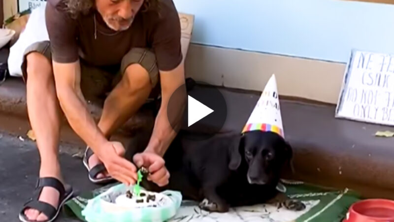 A homeless owner shows his four-legged friend that he cares for him unconditionally despite his lack of resources by remembering his birthday.