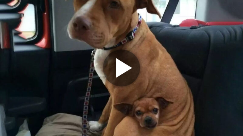 Heartwarming story: A 42-year-old man welcomed a 2-year-old pitbull into his home from a shelter, surprised to find the dog shielded himself so that he could not separate from his new companion acquaintance.