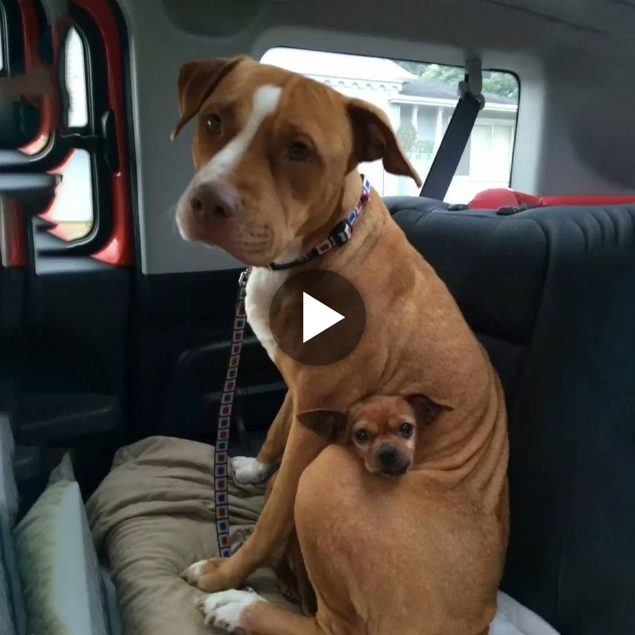 Heartwarming story: A 42-year-old man welcomed a 2-year-old pitbull into his home from a shelter, surprised to find the dog shielded himself so that he could not separate from his new companion acquaintance.