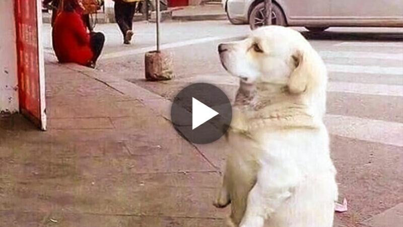 A Cry for Help: Desperate Dog’s Heartbreaking Plea for Food Outside Store Tugs at Heartstrings, Leaving Millions in Tears