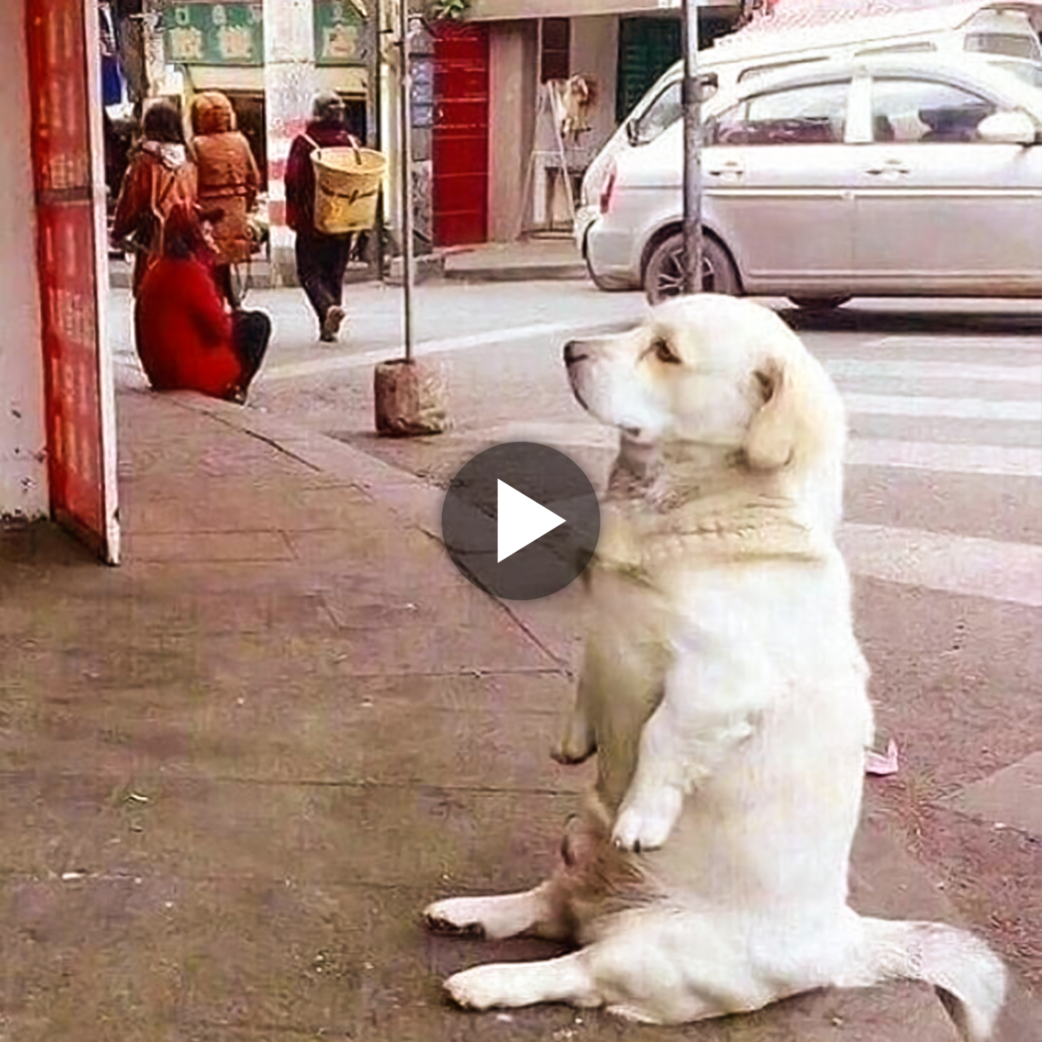A Cry for Help: Desperate Dog’s Heartbreaking Plea for Food Outside Store Tugs at Heartstrings, Leaving Millions in Tears