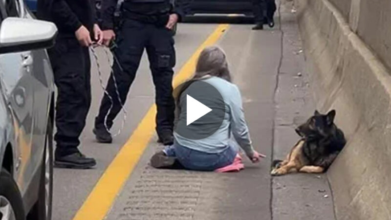 The heroic deed of compassion by a U.S. woman who stops traffic on a highway to save a wounded dog highlights the extraordinary lengths we go to in order to protect our beloved four-legged friends.