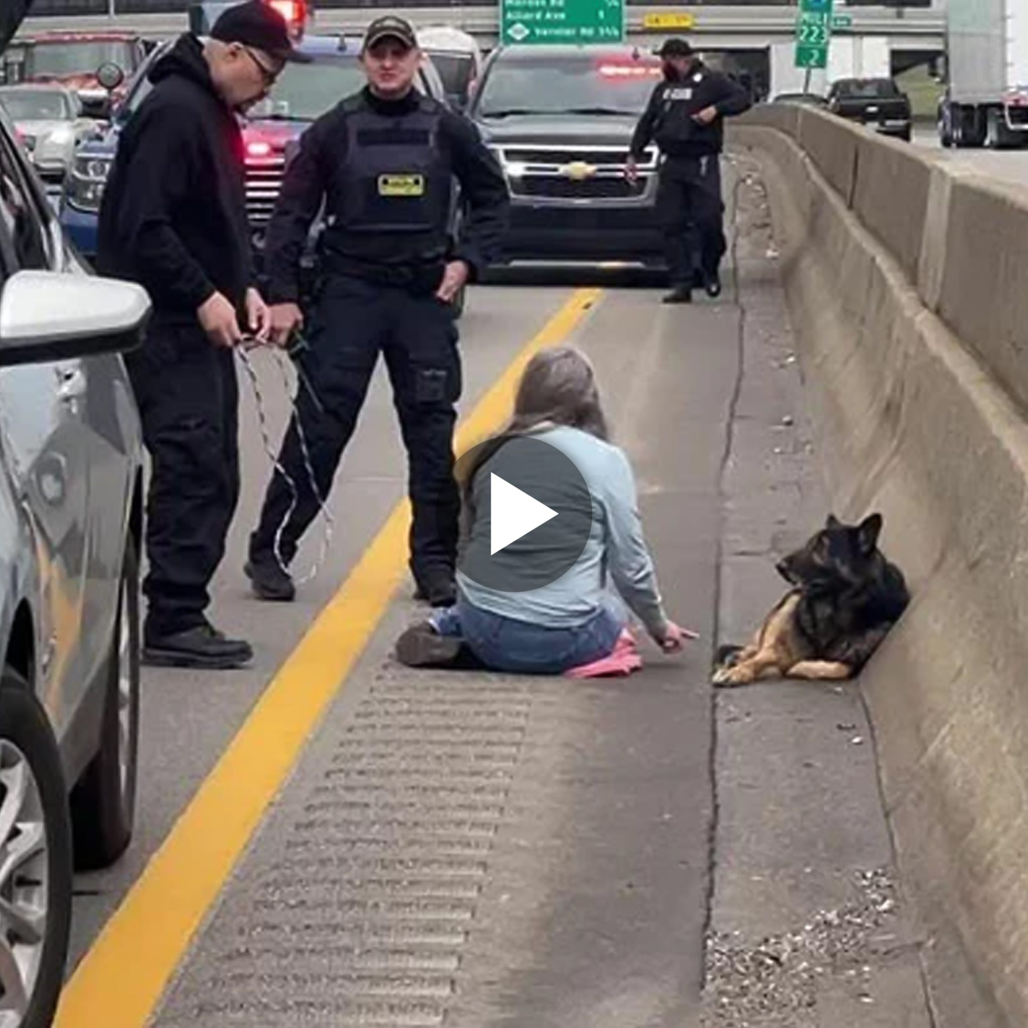 The heroic deed of compassion by a U.S. woman who stops traffic on a highway to save a wounded dog highlights the extraordinary lengths we go to in order to protect our beloved four-legged friends.