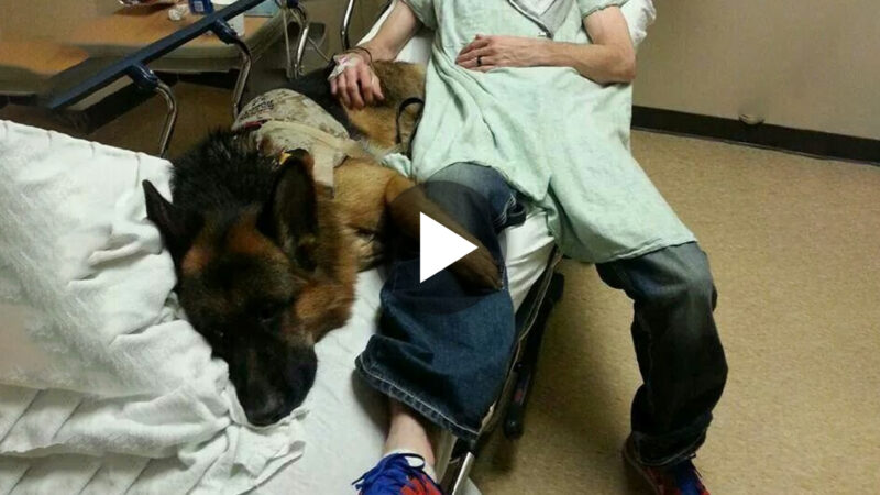 Millions of people admire the dog because of his unwavering devotion to his sick owner, which is demonstrated day after day. ‎