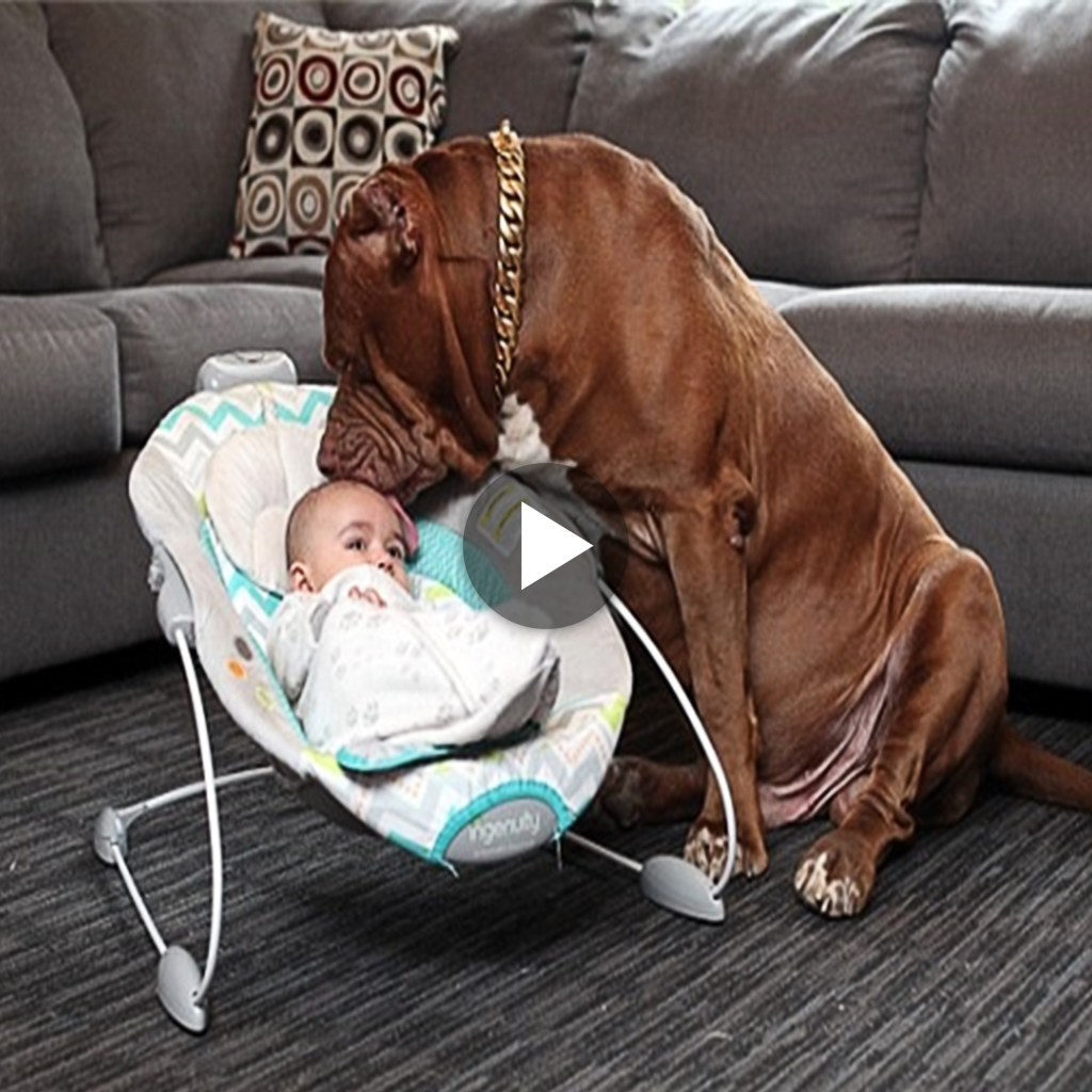Redefining Stereotypes: The Astonishing Transformation of a 76kg Pitbull from Beast to Best, Embracing the Role of an Incredible Nanny