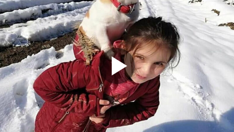 Compassionate Heroine: Fearless Girl Braves the Snow to Aid Ailing Pets, Melting the Hearts of Millions.