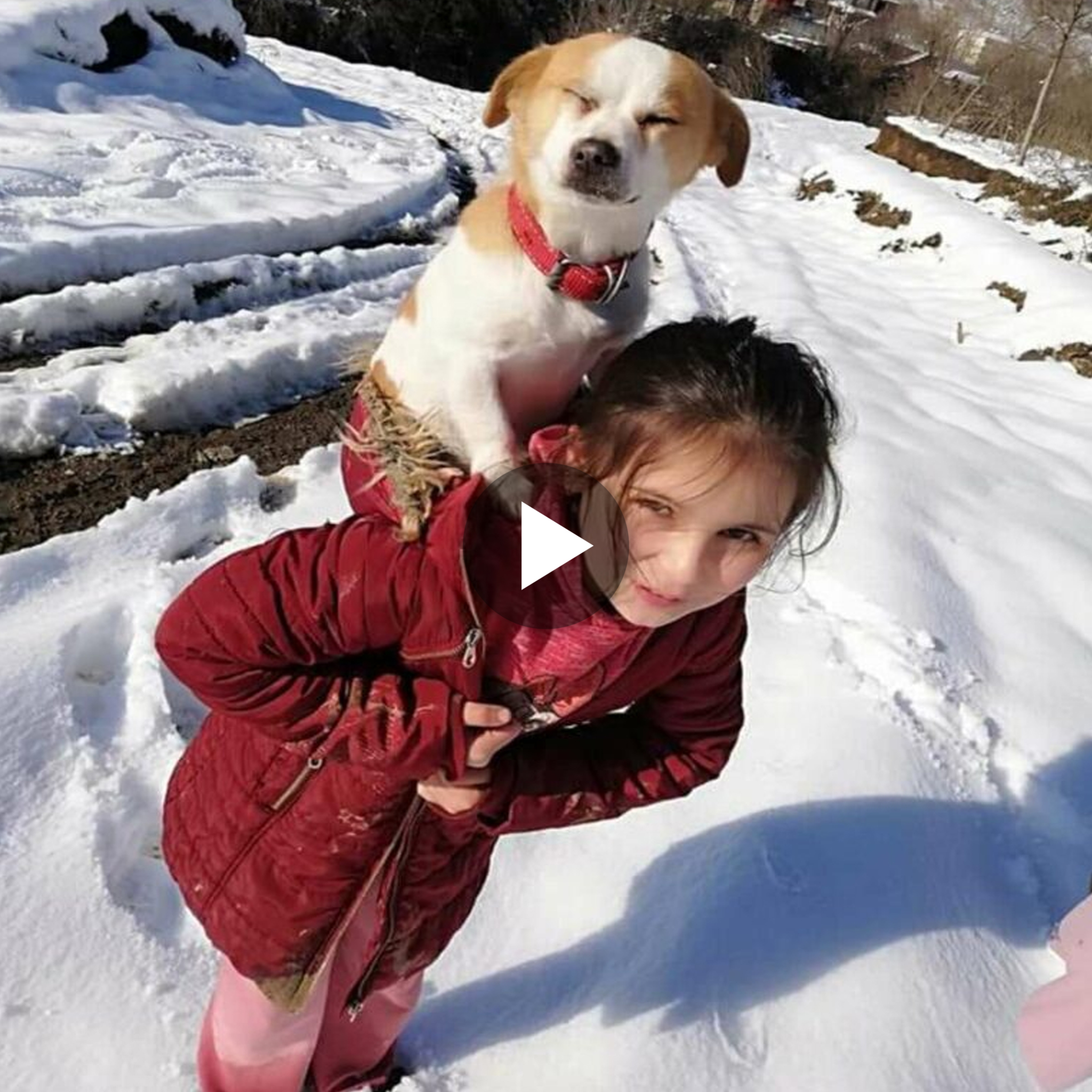 Compassionate Heroine: Fearless Girl Braves the Snow to Aid Ailing Pets, Melting the Hearts of Millions.