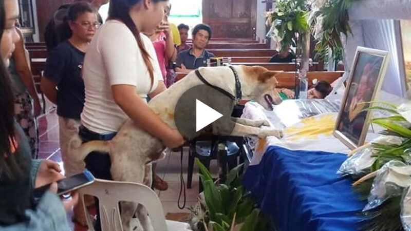 A heartfelt farewell is given by a tearful dog at the owner’s casket in this heartwarming moment of grief.