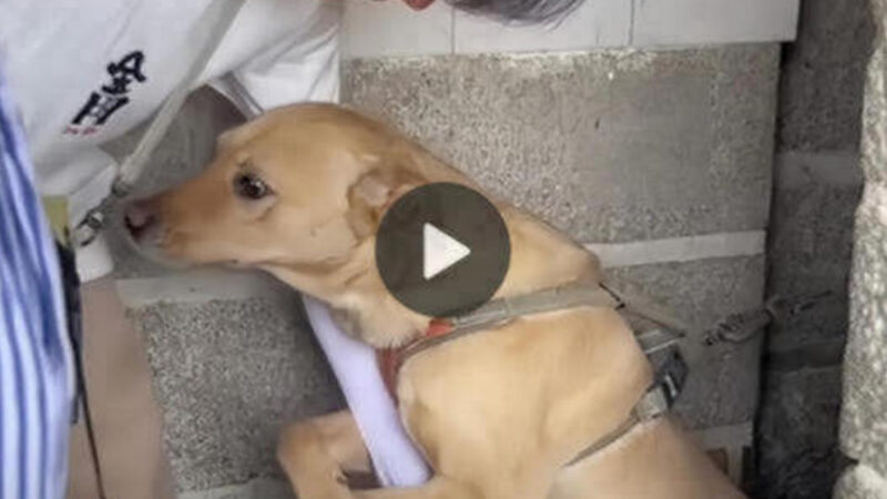 Heartbreaking Plea: Desperate Dog Clings to Passerby, Begging Not to Be Left Behind.