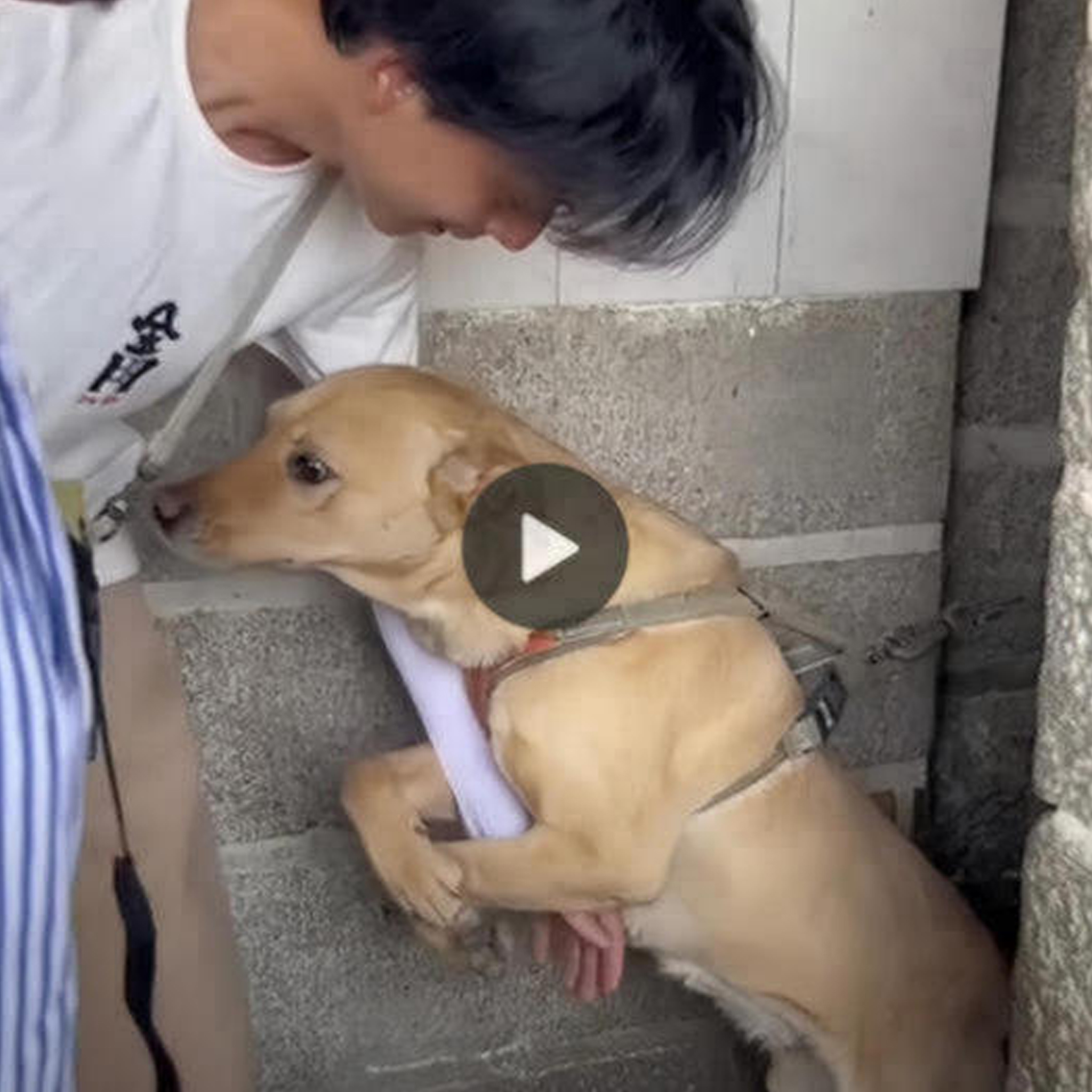 Heartbreaking Plea: Desperate Dog Clings to Passerby, Begging Not to Be Left Behind.