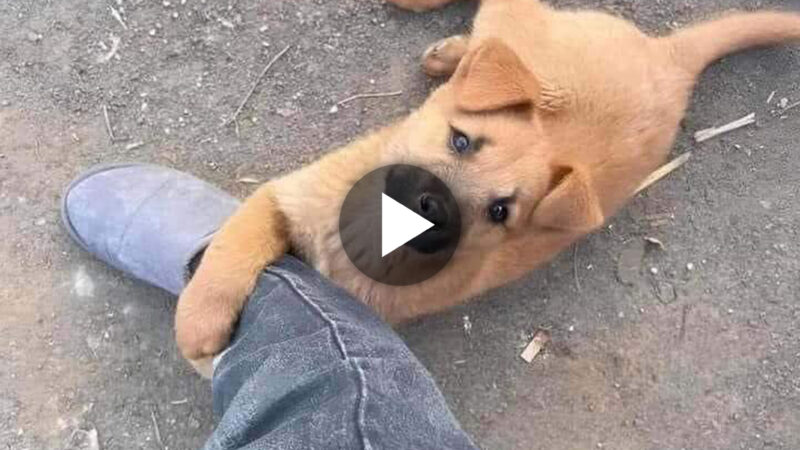 Tears of a Stray: A Homeless Dog’s Deep Appeal Brings People to Tears