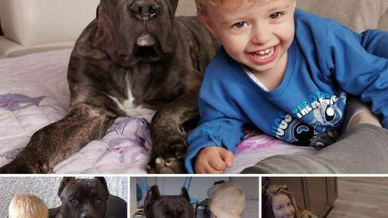 “Growing Up Together: Baby and Loyal 125-Pound Dog Forge an Unbreakable Bond”