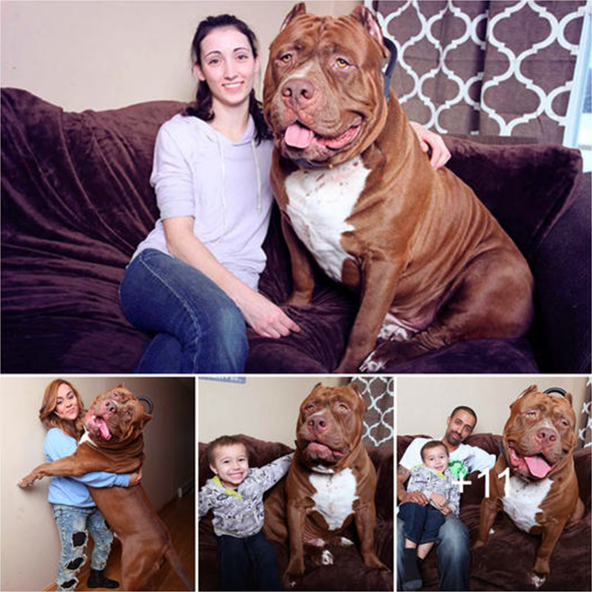 “Unleash the Beast: Meet HULK, the World’s Largest Pit Bull That Keeps Growing!”