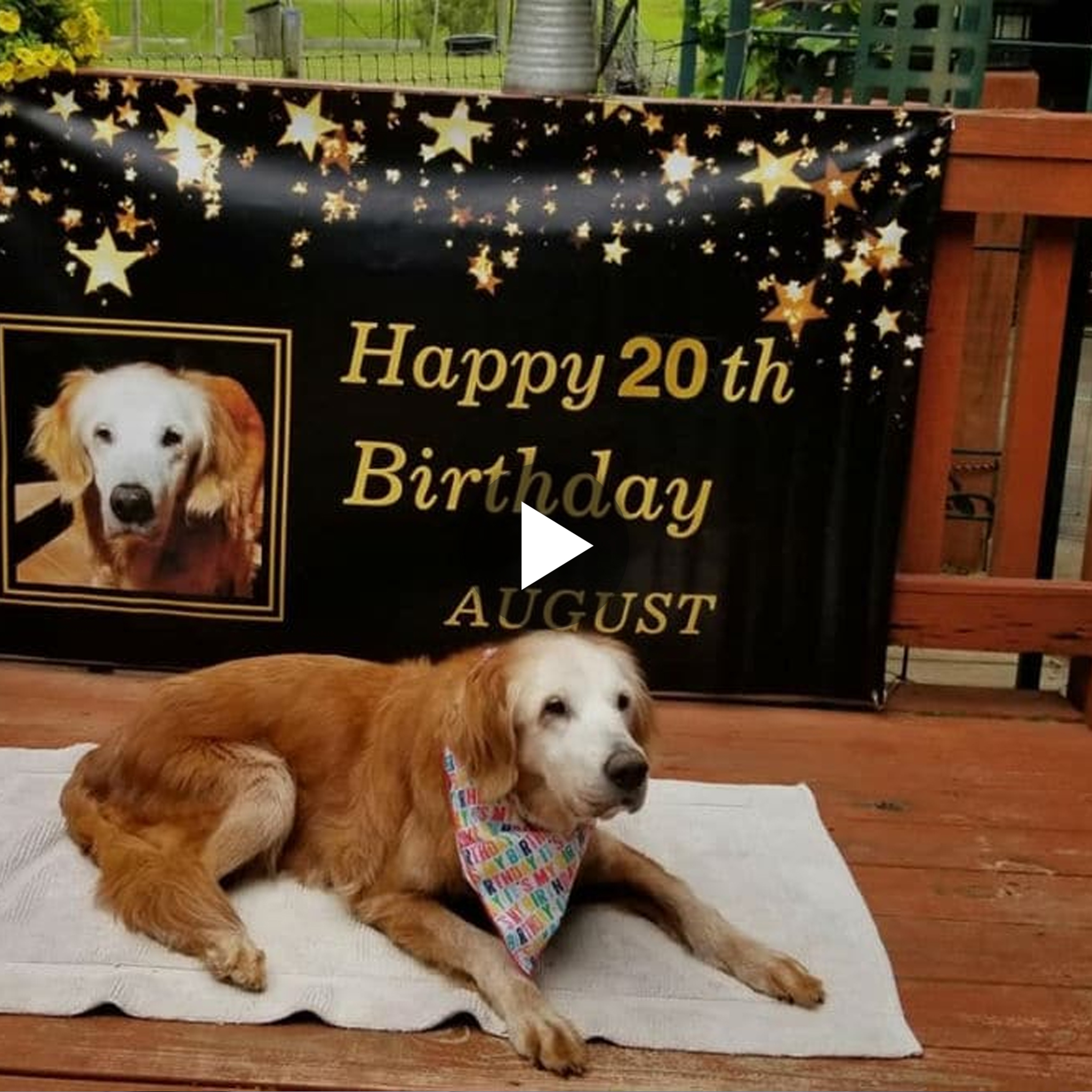 Celebrate the twentieth anniversary of the oldest Golden Retriever in history, based on some reports.