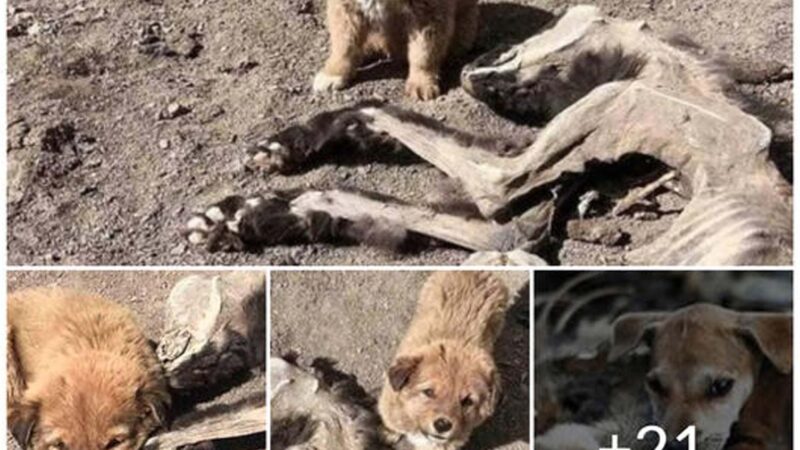 Everyone chokes on the innocence: the puppy goes every day to find food to bring back to his mother, not knowing that she has passed away.