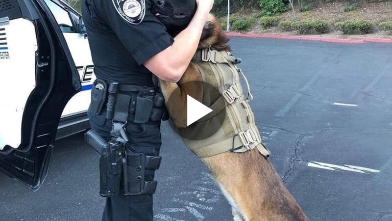 When a military dog and its owner were reunited after an 11-year separation, their passionate embrace touched the hearts of millions of people worldwide, sending a wave of warmth and happiness.