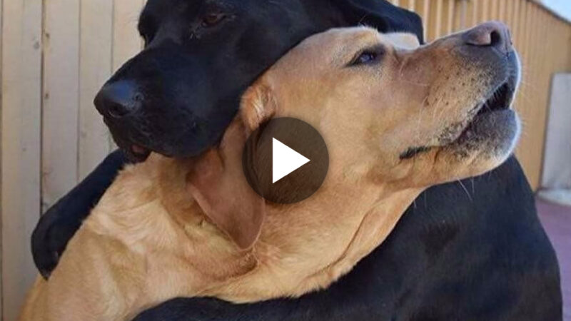 8 Months Later: Emotional Reunion of Two Lost Dogs, A Heartwarming Hug Brings Tears of Joy to Millions of Viewers.