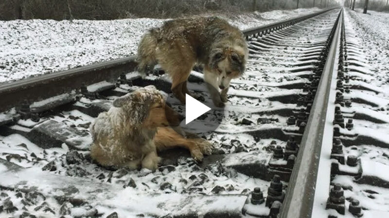 A truly loyal dog spent two days protecting his injured friend on frozen train tracks, ignoring the trains that passed by.