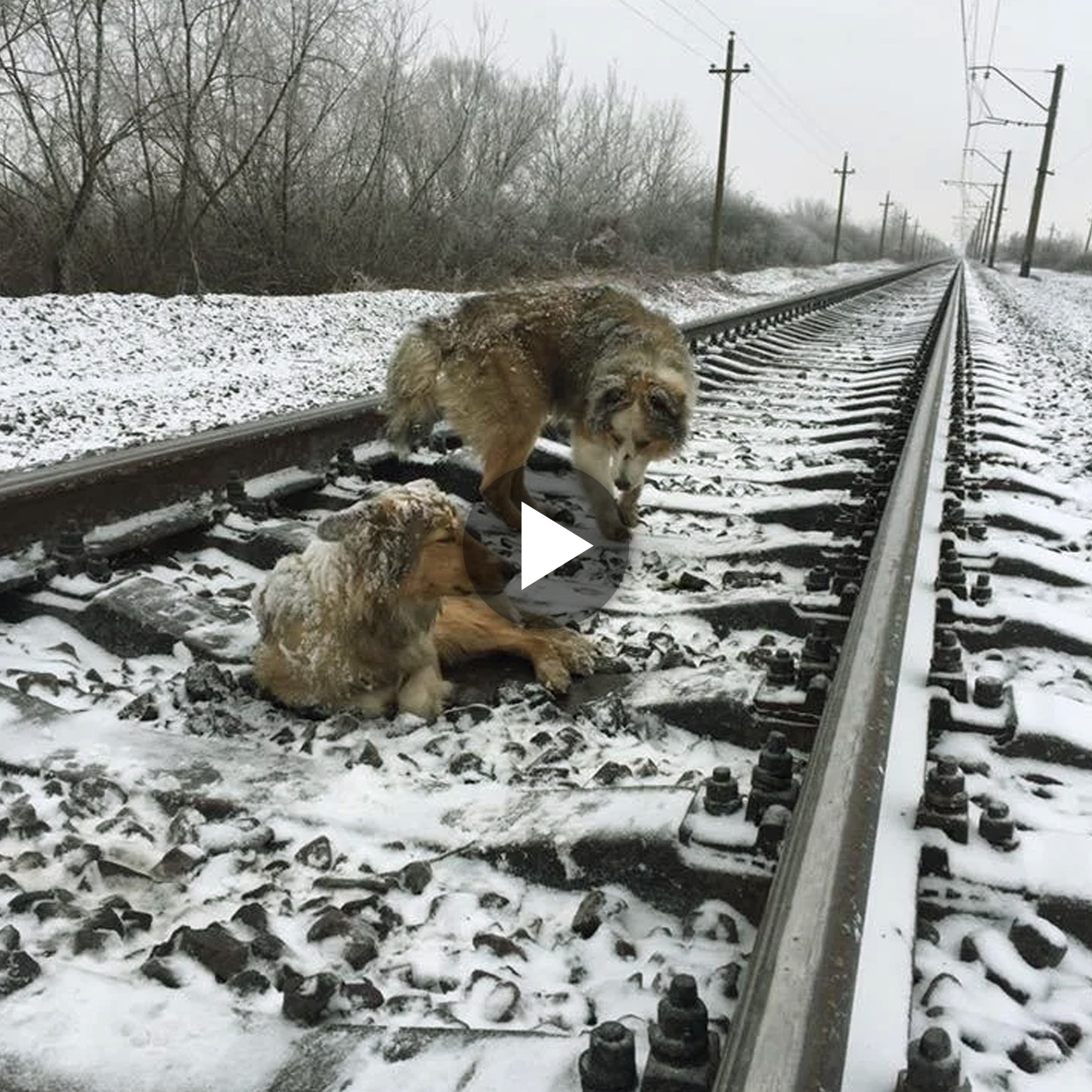 A truly loyal dog spent two days protecting his injured friend on frozen train tracks, ignoring the trains that passed by.