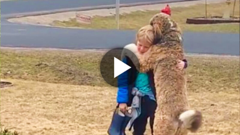 “True Canine Friendship: Warming Hug Warms Viewers’ Hearts as Loving Dog Walks 3km to Pick Up 8-Year-Old Child After School”