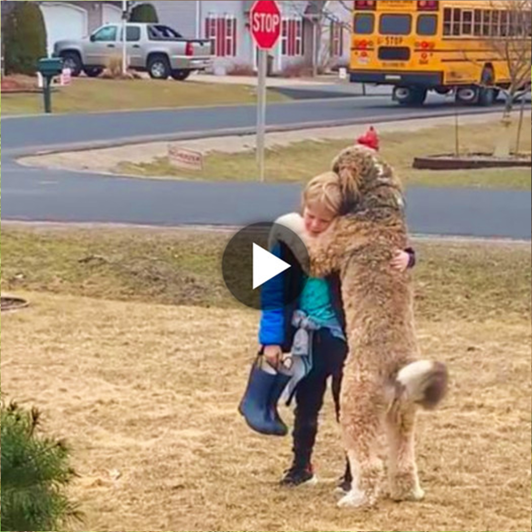 “True Canine Friendship: Warming Hug Warms Viewers’ Hearts as Loving Dog Walks 3km to Pick Up 8-Year-Old Child After School”