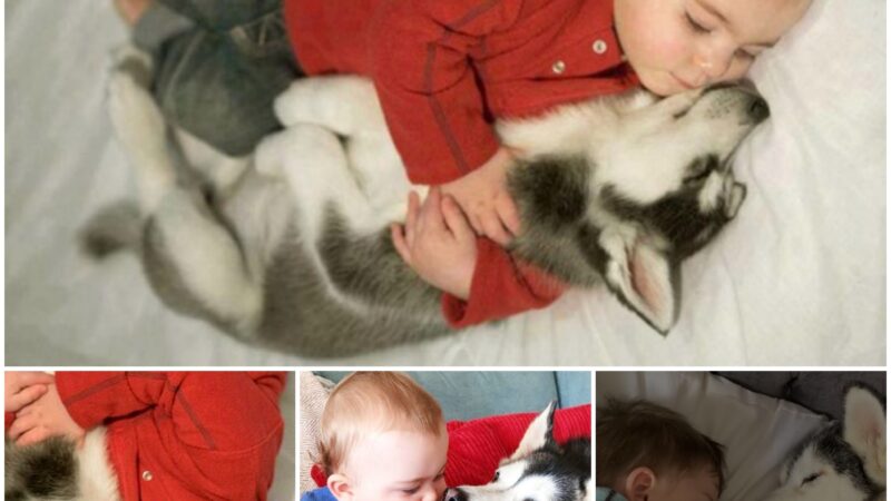 A Tale of Enduring Love: Heartwarming Moments of an Adopted Dog and Baby – Enchanting Online Story of Cute Baby and Dog Sleeping Together