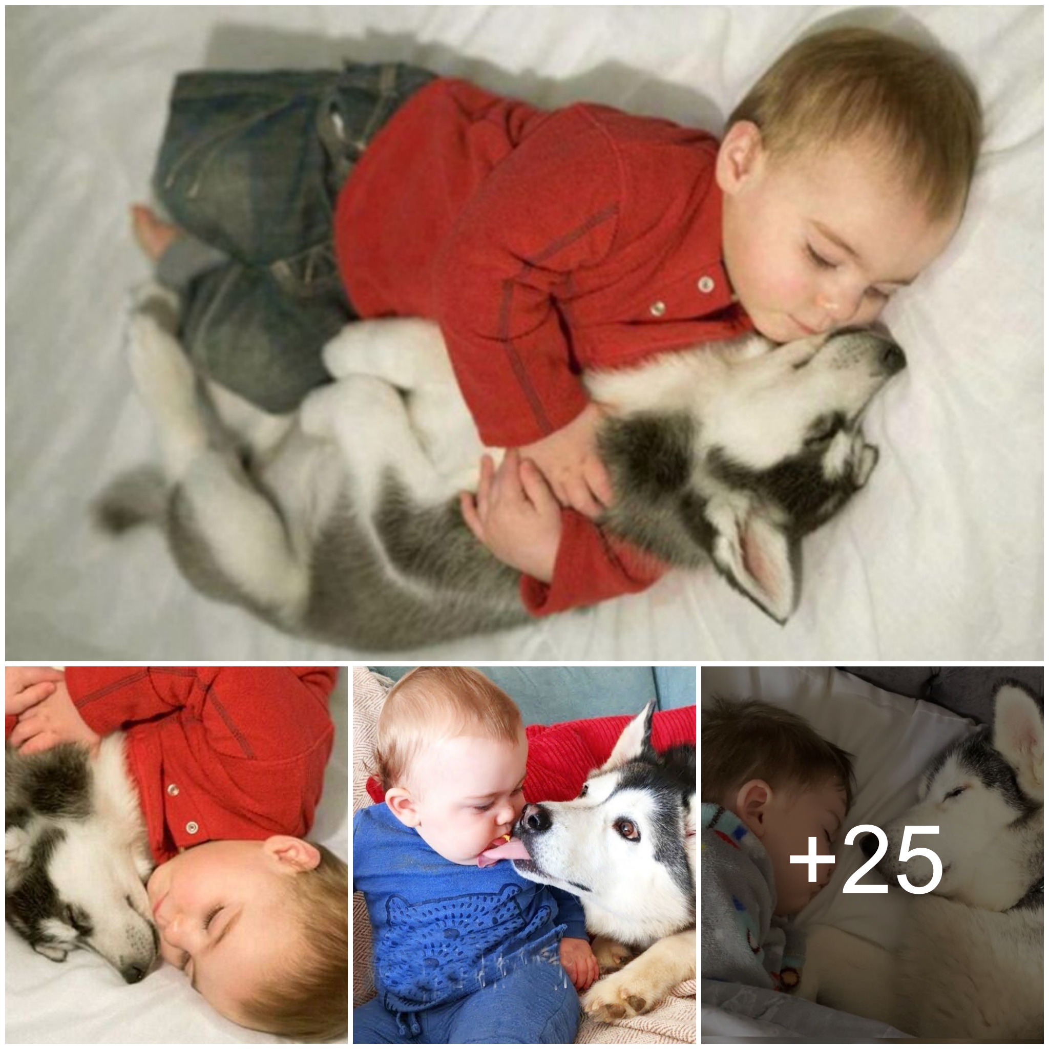 A Tale of Enduring Love: Heartwarming Moments of an Adopted Dog and Baby – Enchanting Online Story of Cute Baby and Dog Sleeping Together