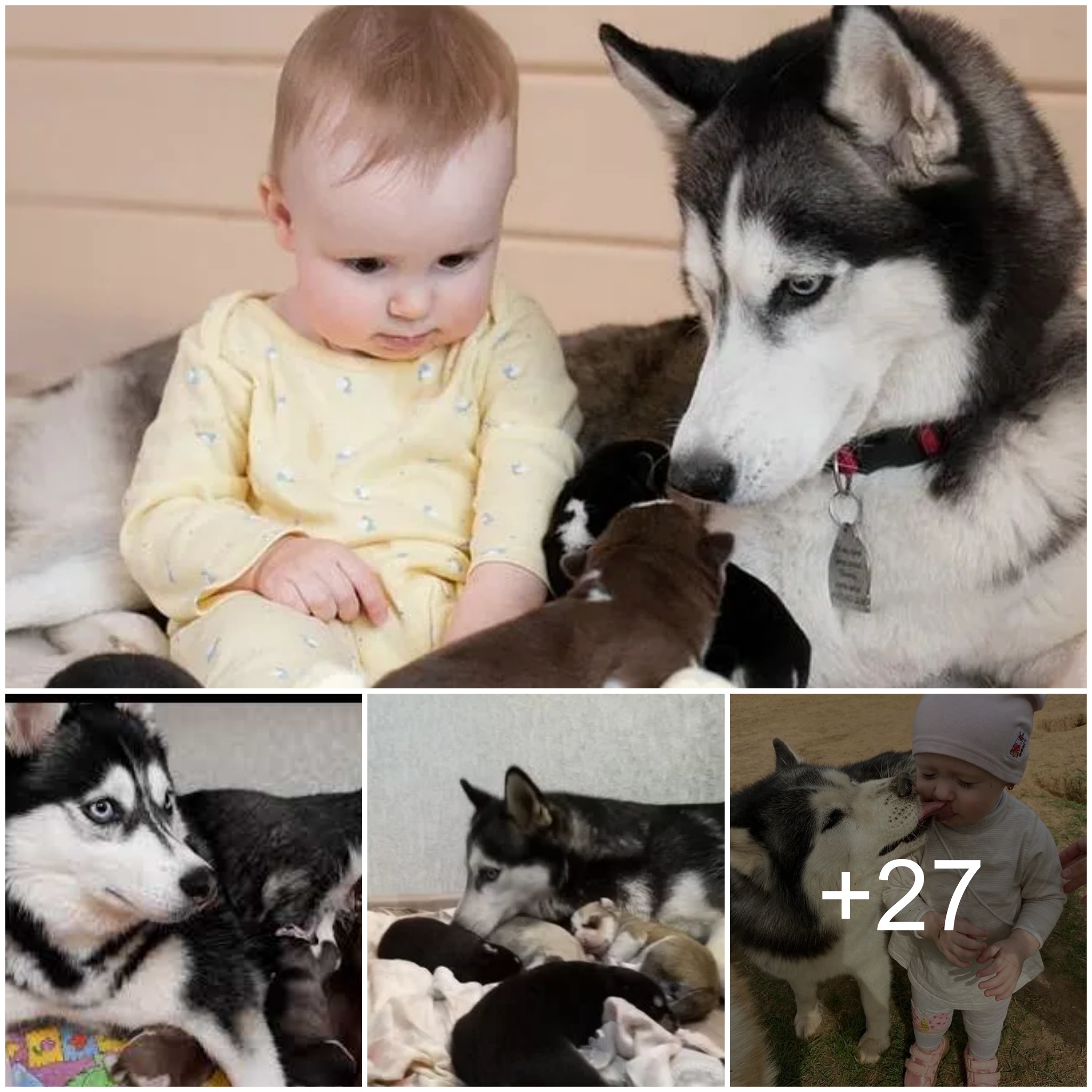 Unconditional Love: Heartwarming Dog Gives 1-Year-Old Baby a Kiss, Showcasing Cross-Species Affection