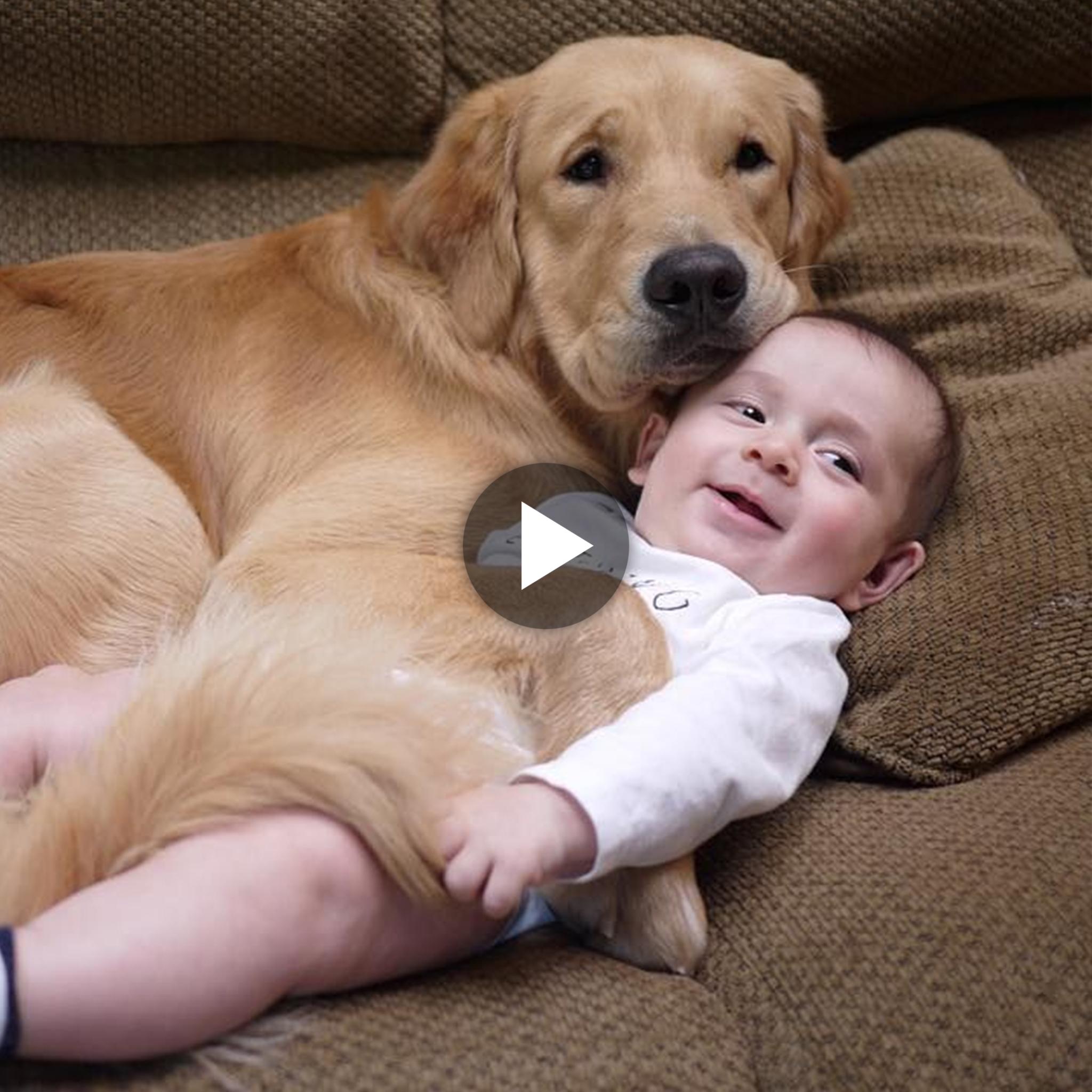 The dog transforms into a babysitter, taking care of the baby’s sleep