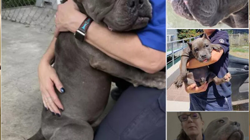 A grateful shelter dog gives his rescuers heartfelt hugs as a way of saying thank you.