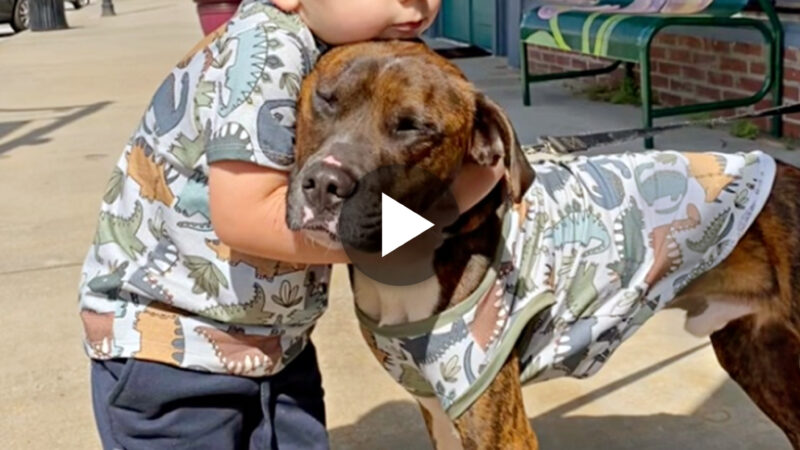 Compelling Cuteness: Mom Strategically Buys Matching T-Shirts for Baby and Dog, Hoping to Convince Dad to Adopt the Four-Legged Friend (VIDEO).