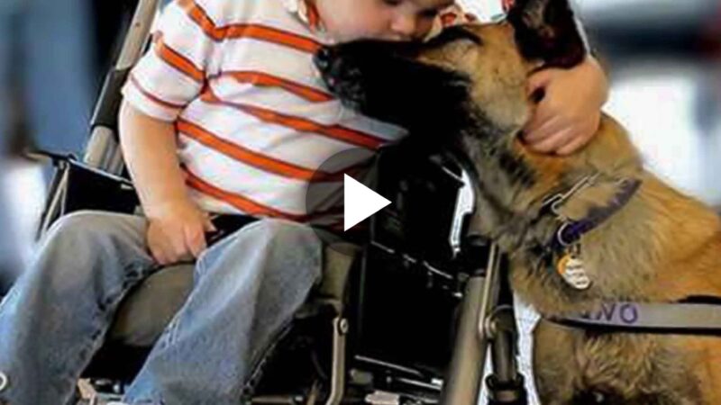 The plot revolves around a boy suffering from a terrible disease and a rescue dog (video).