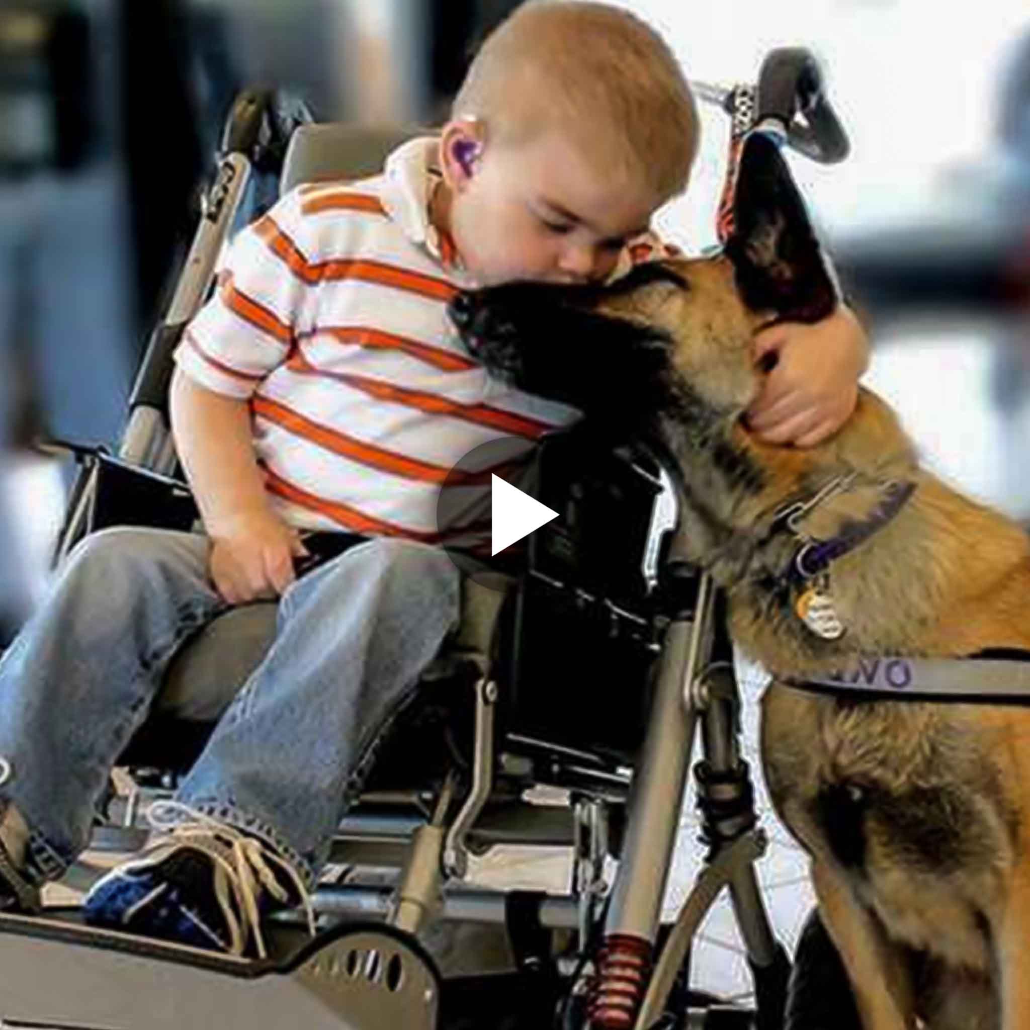 The plot revolves around a boy suffering from a terrible disease and a rescue dog (video).