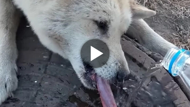 “Rescuing a Frozen Tongue: Man Demonstrates the Unbreakable Bond Between Humans and Their Furry Companions by Saving a Dog in Peril.”