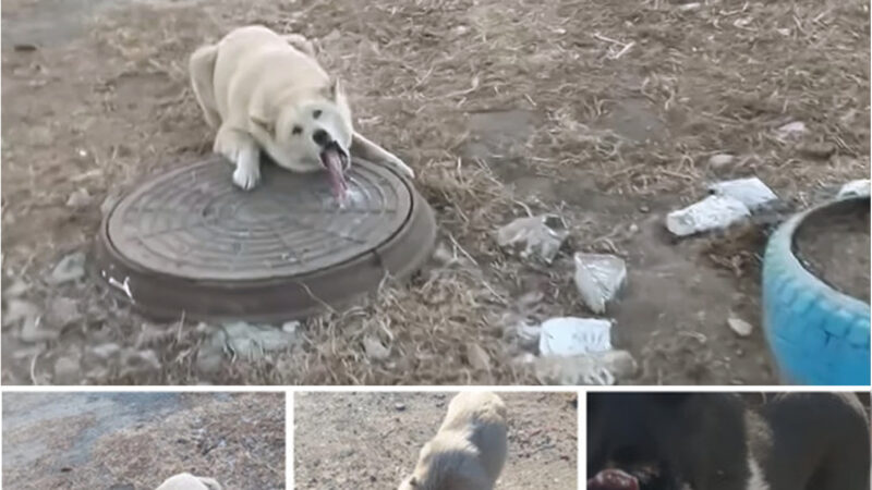 “Icy Manhole Hero: Man Rescues Dog Whose Tongue Was Frozen in Peril, Proving the Unbreakable Bond Between Humans and Their Furry Companions”