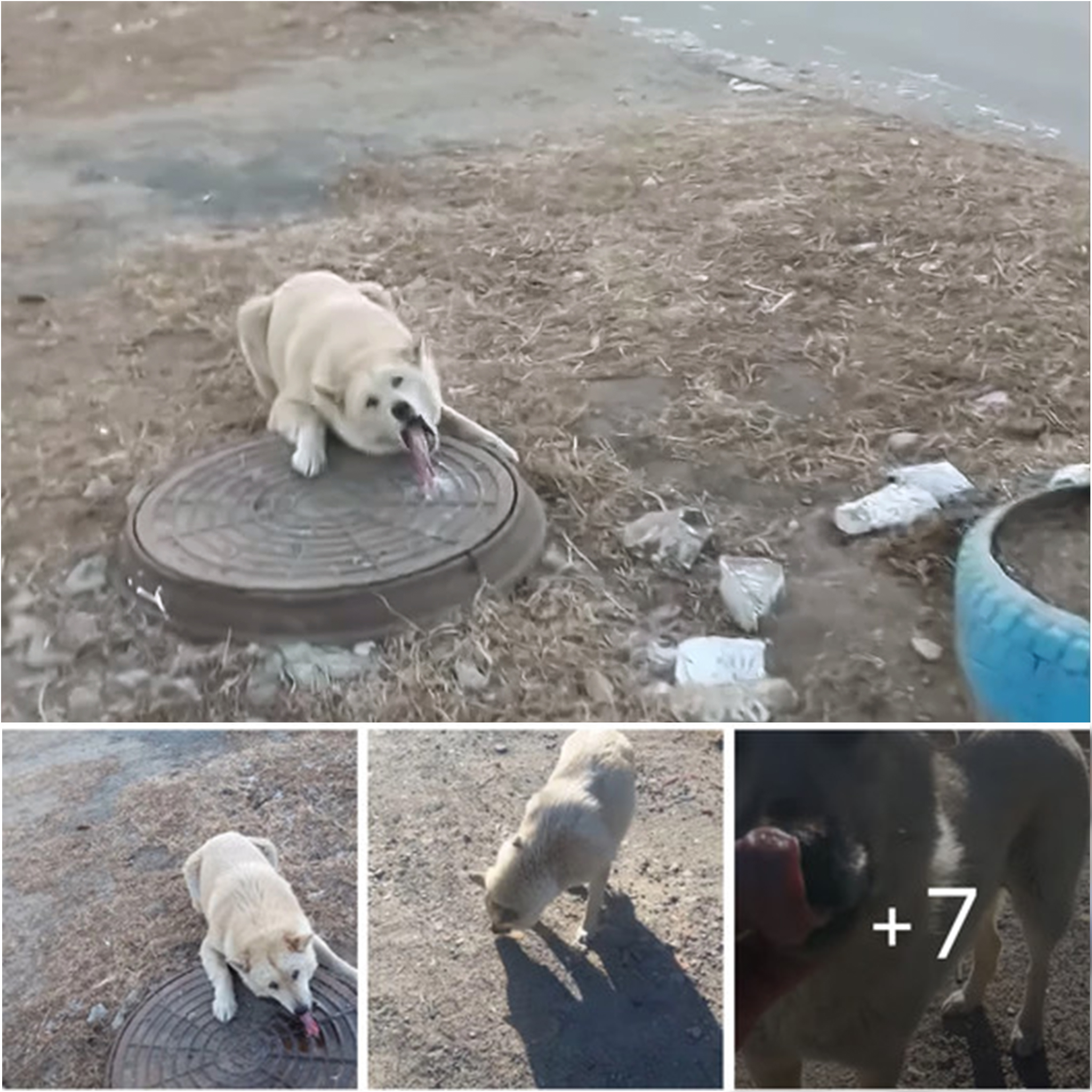 “Icy Manhole Hero: Man Rescues Dog Whose Tongue Was Frozen in Peril, Proving the Unbreakable Bond Between Humans and Their Furry Companions”