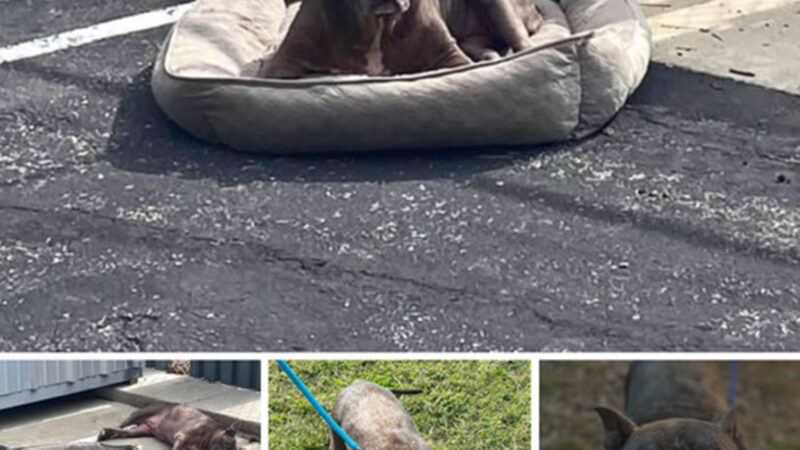 Aching Solitude: Dog Left Abandoned in Desolate Parking Lot, Seeking Solace on a Lonely Bed