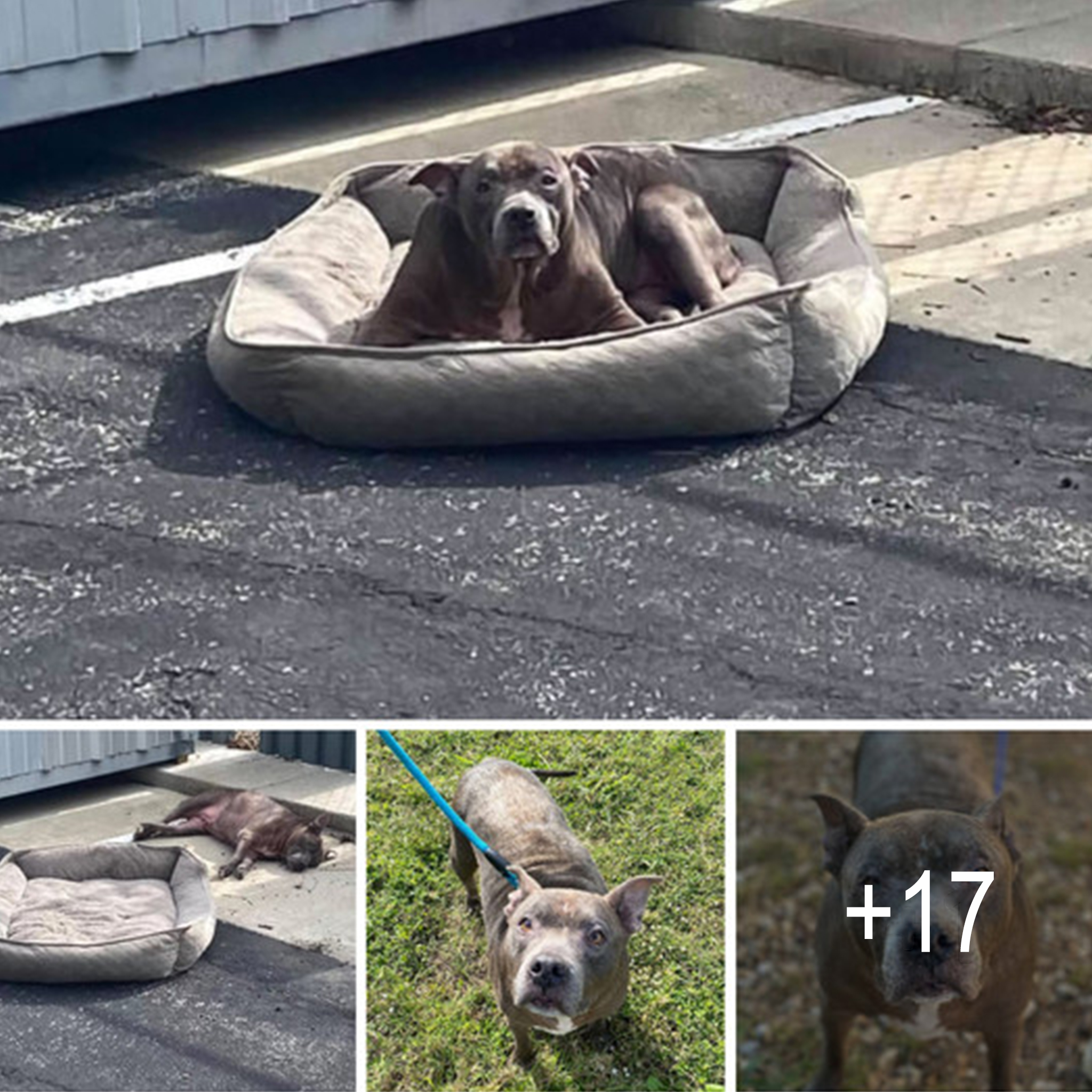 Aching Solitude: Dog Left Abandoned in Desolate Parking Lot, Seeking Solace on a Lonely Bed