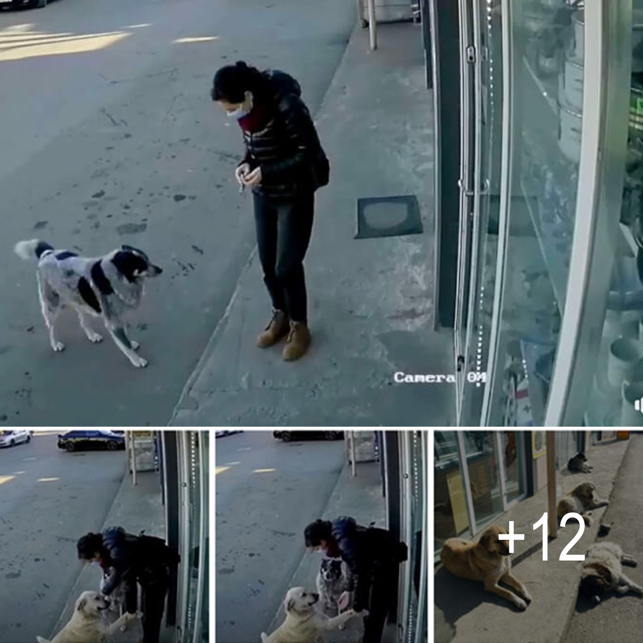 Touching Compassion: Office CCTV Captures Woman’s Kind Pause to Remind Stray Dogs of Their Inherent Worth