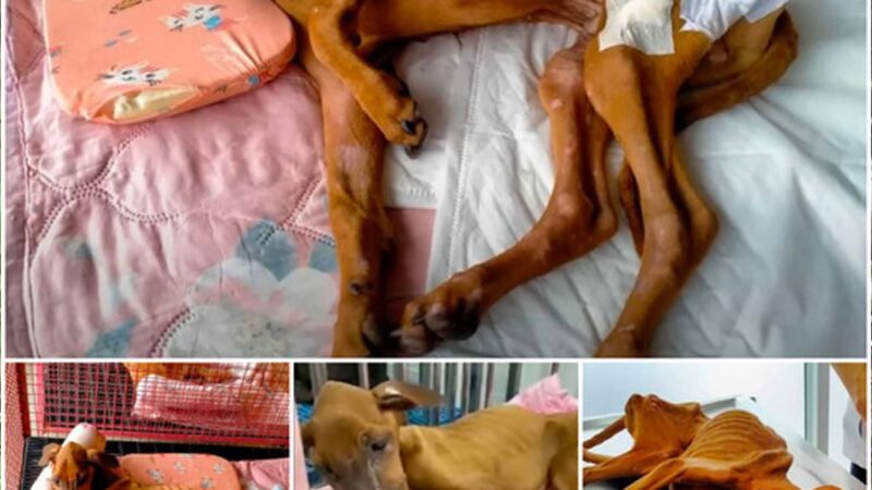 Abandoned Dog’s 6-Month Battle with Loneliness and Despair