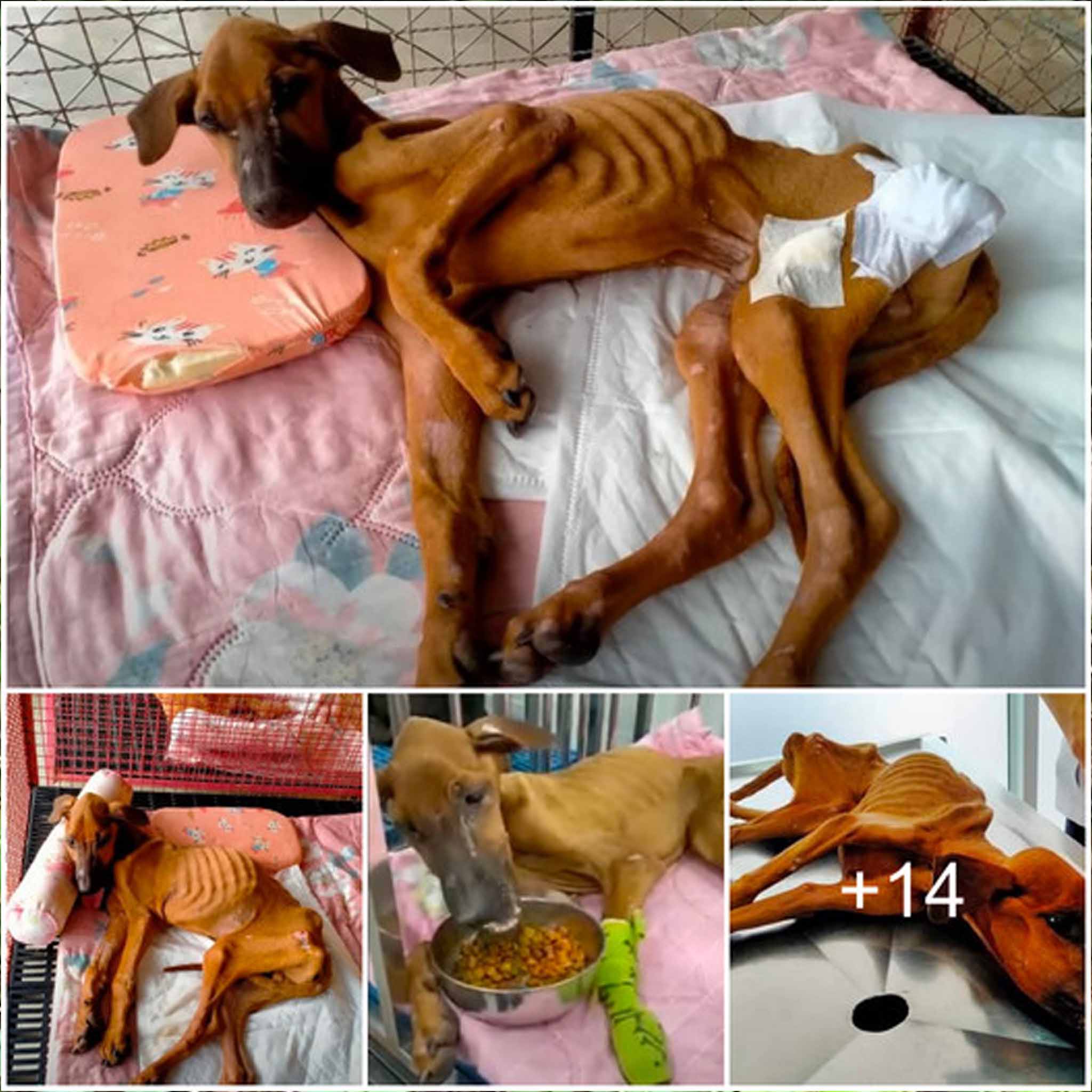 Abandoned Dog’s 6-Month Battle with Loneliness and Despair