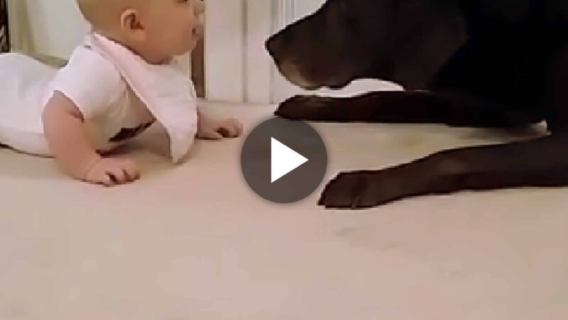 Innocent Baby’s Encounter with Dog Sparks an Unexpectedly Funny Reaction