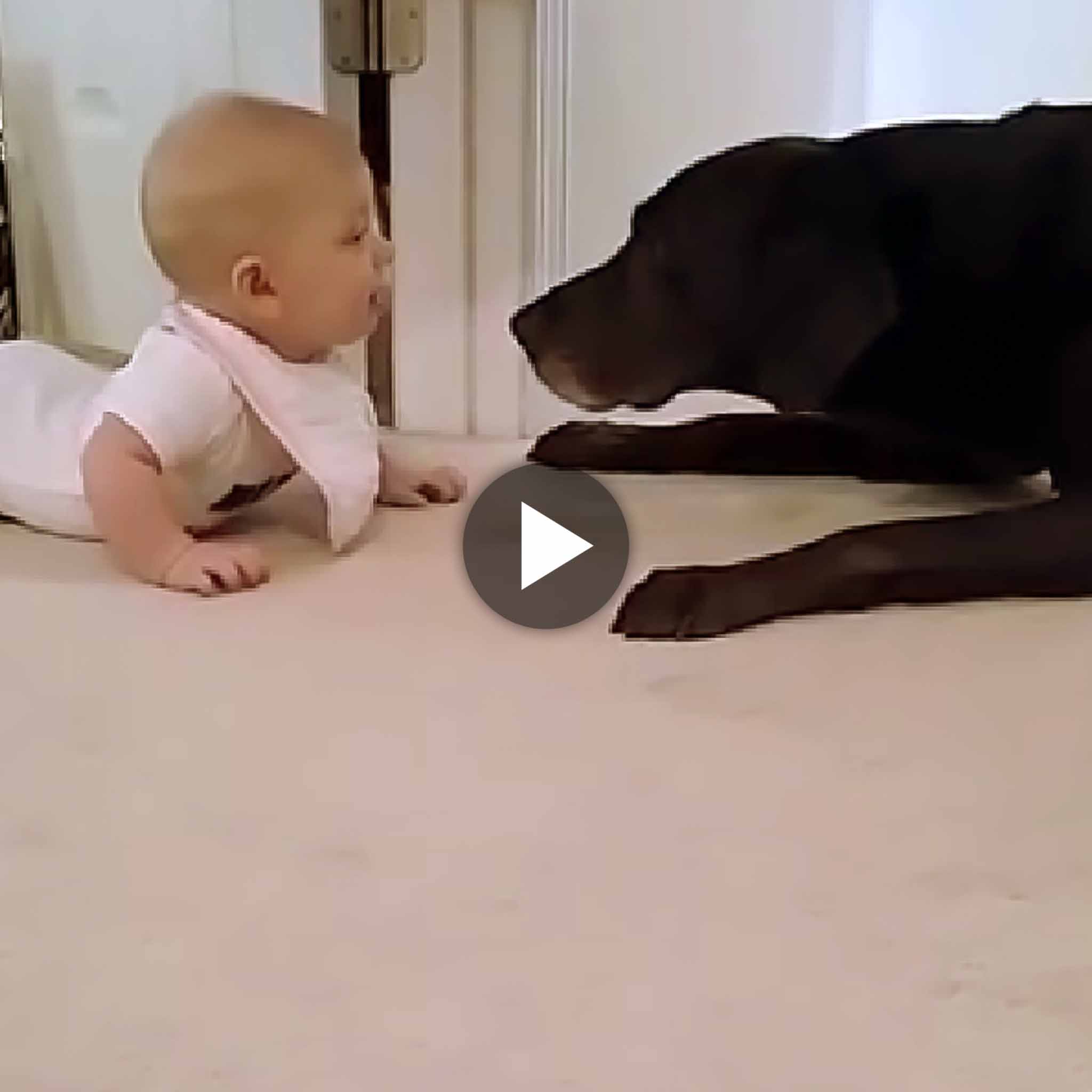 Innocent Baby’s Encounter with Dog Sparks an Unexpectedly Funny Reaction