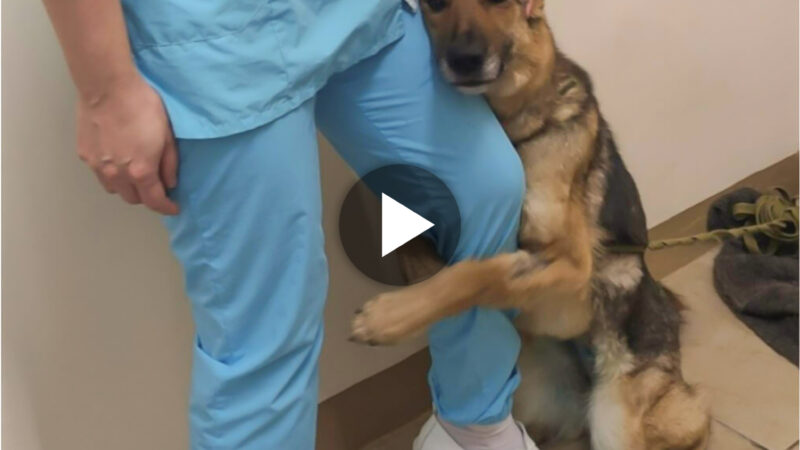 After being separated for more than three years, a devoted dog and its caring owner were happily reunited at the shelter; their heartfelt hug warmed the hearts of millions of people worldwide. ‎