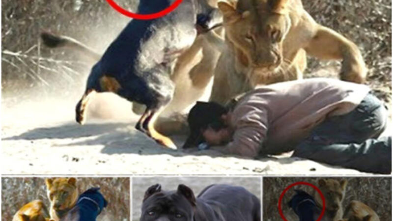 “Daring Canine Heroism: Fearless Dog Rides a Lion to Rescue Owner in an Astonishing Display of Bravery.”